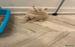 British Shorthair cats for sale:  🦁 Stunning Registered BSH /BLH Champion Lines 🦁 - Image 13