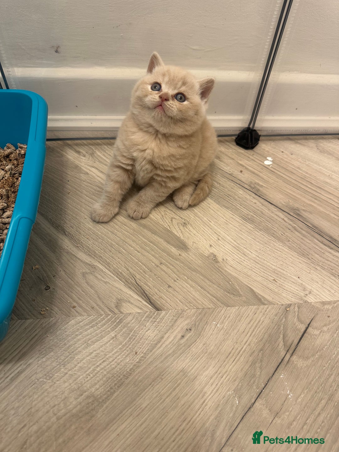 British Shorthair cats for sale:  🦁 Stunning Registered BSH /BLH Champion Lines 🦁 - Image 13