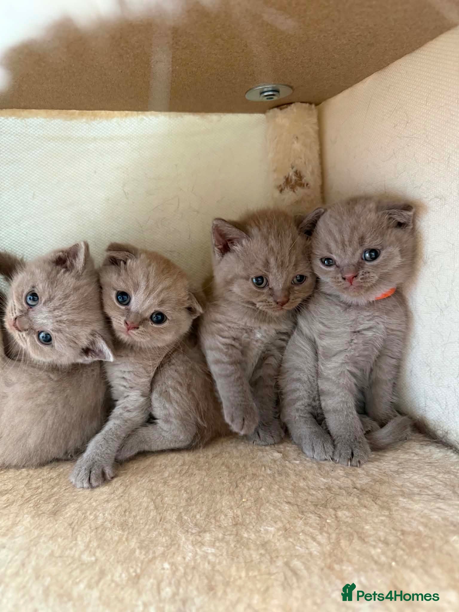 Scottish Fold cats 😻Scottish fold chocolate and lilac kittens😻 - Advert 1
