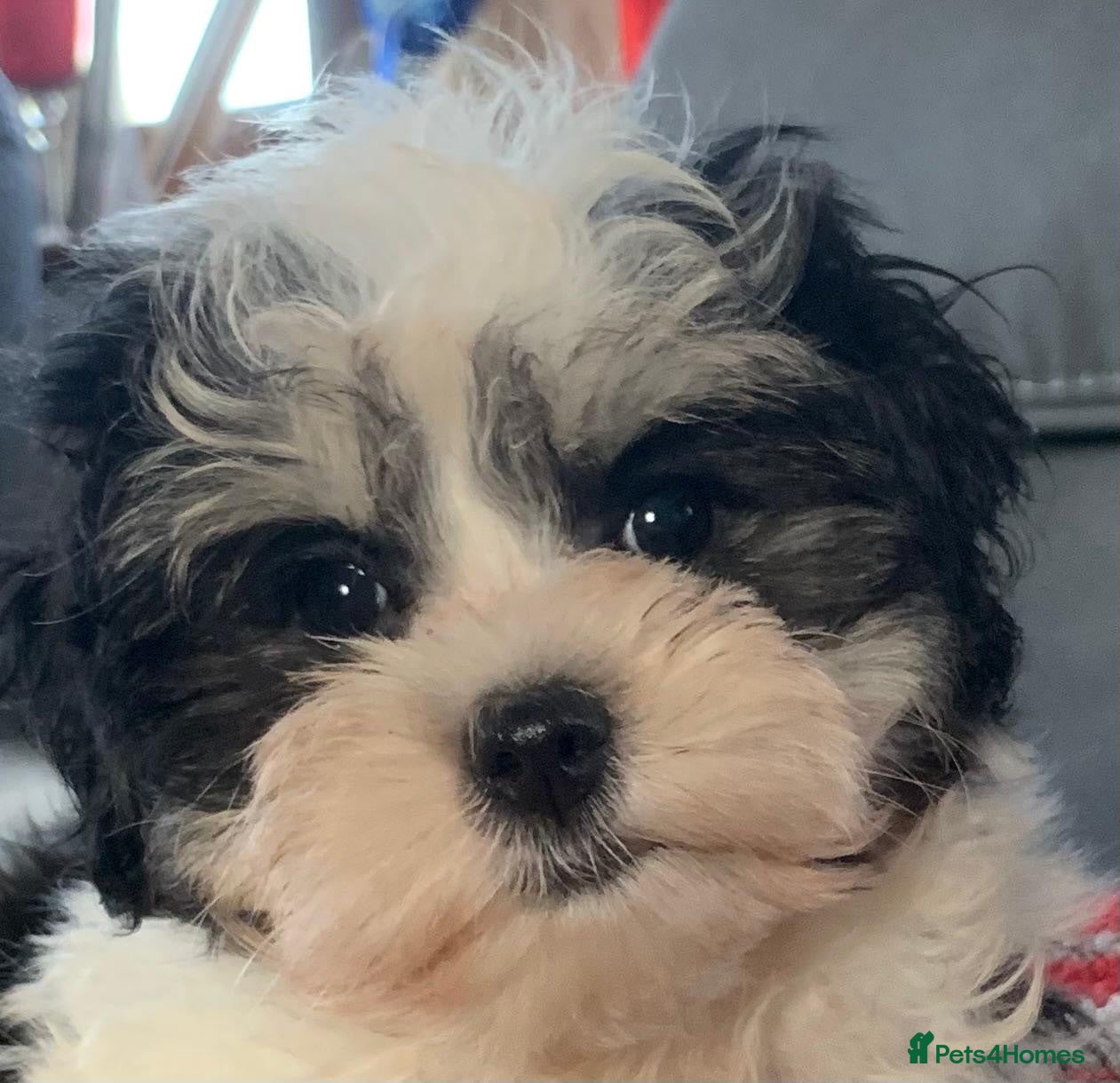 Maltese dogs Beautiful 7/8 Maltese Girl  - Advert 2
