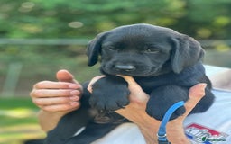 Labrador Retriever dogs for sale: Chunky show type Black Ladrador Puppies - Image 8