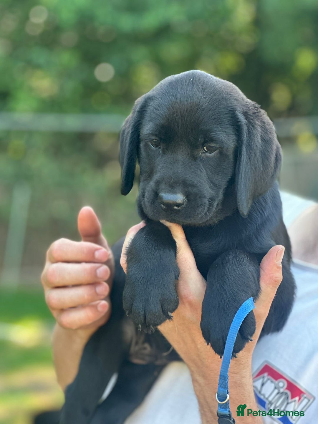 Labrador Retriever dogs for sale: Chunky show type Black Ladrador Puppies - Image 8