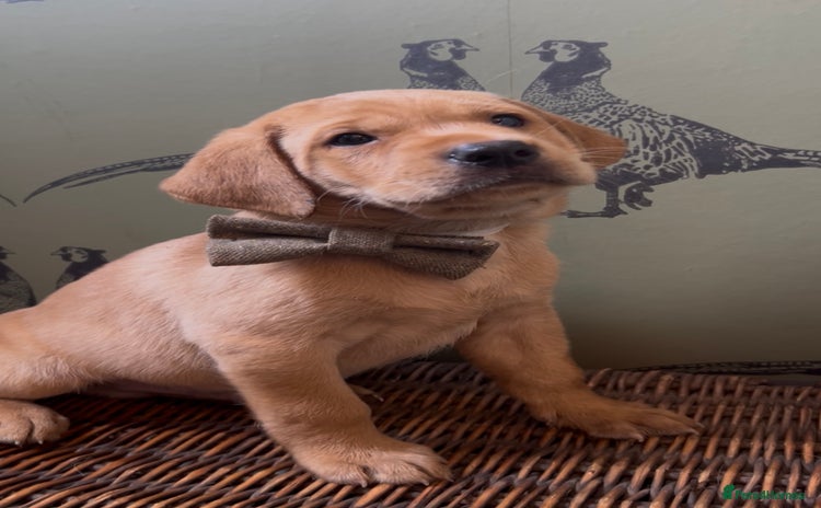 Labrador Retriever dogs - Advert 7