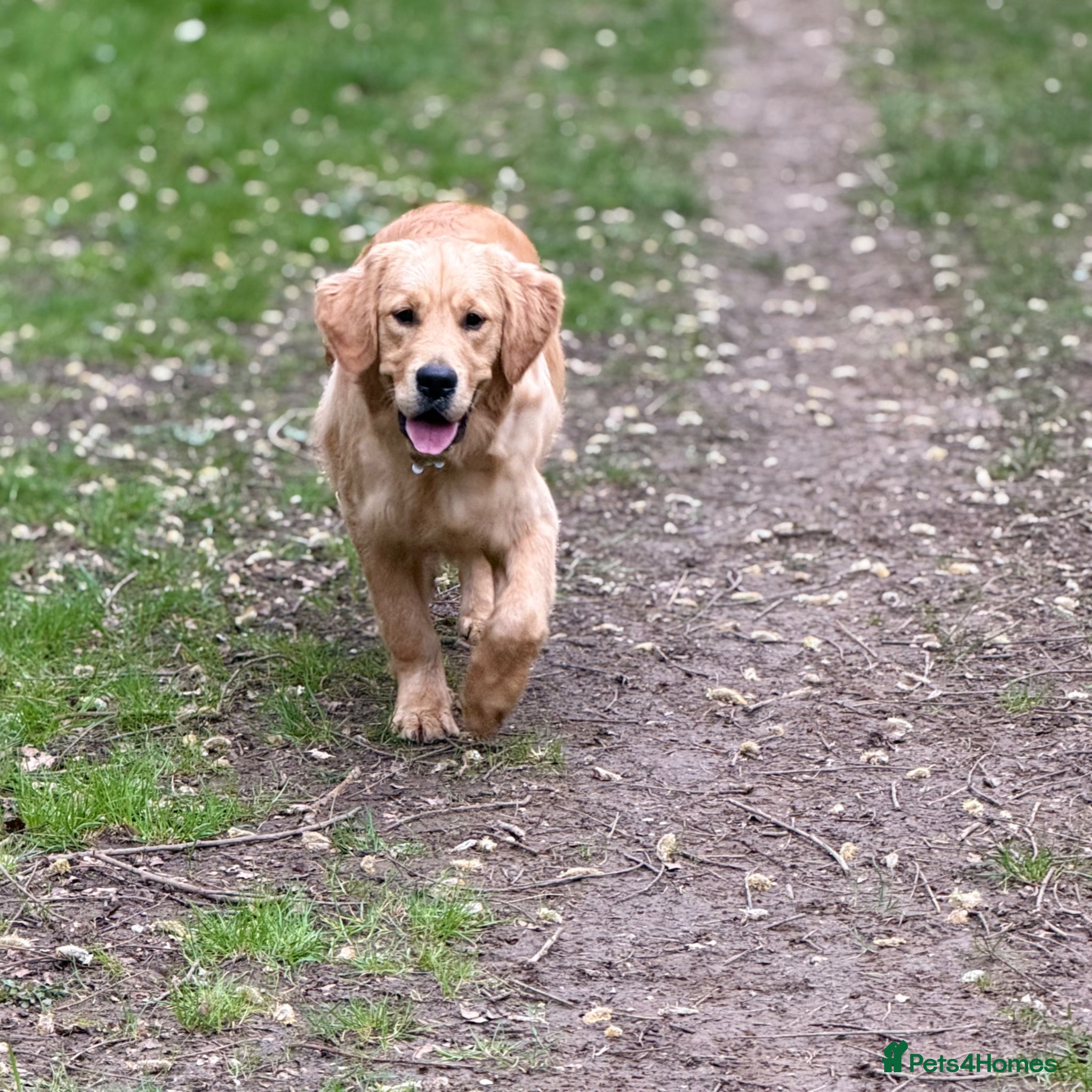 Golden Retriever dogs KC registered golden retriever  - Advert 1