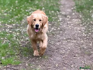 Golden Retriever dogs KC registered golden retriever - Advert 1