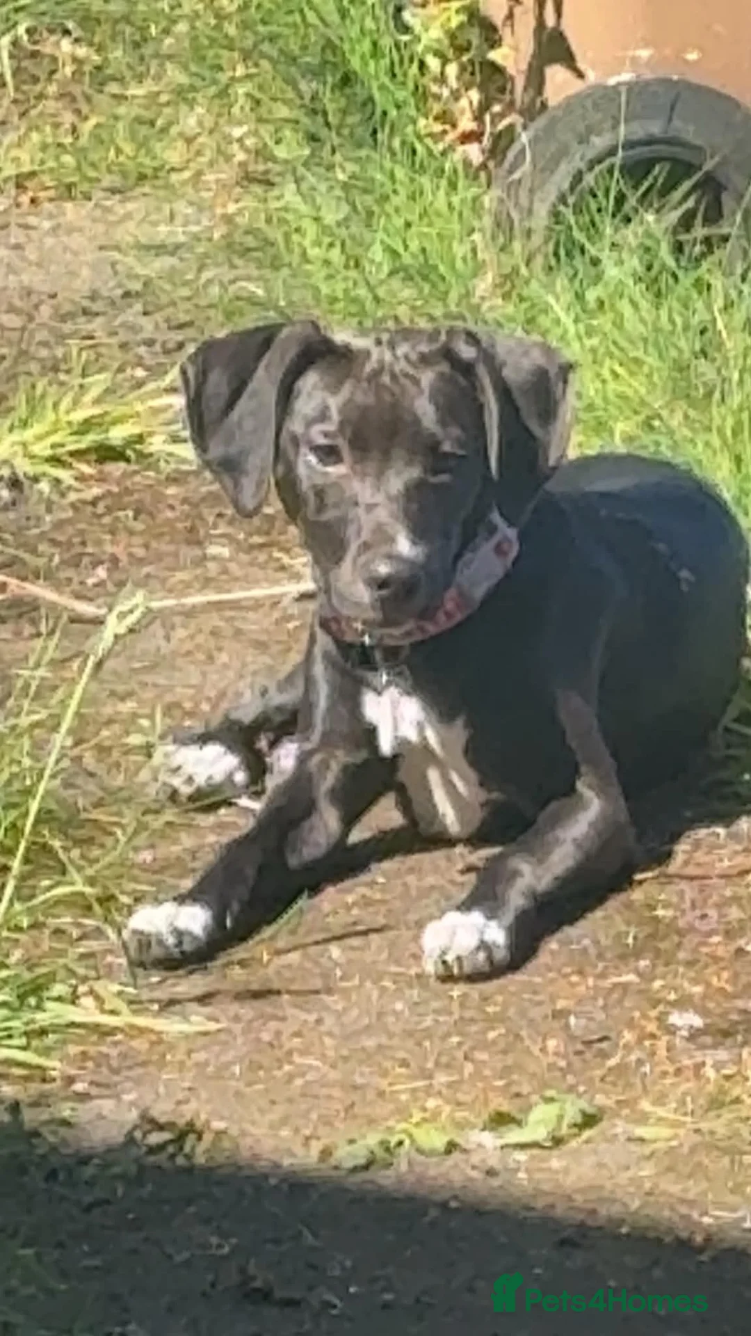 Mixed Breed dogs for sale: Staffordshire bull terrier mix in Stirling - Advert 2