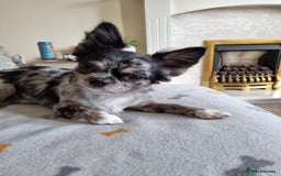 Chihuahua dogs for stud: Looking to stud for first time - Advert 1