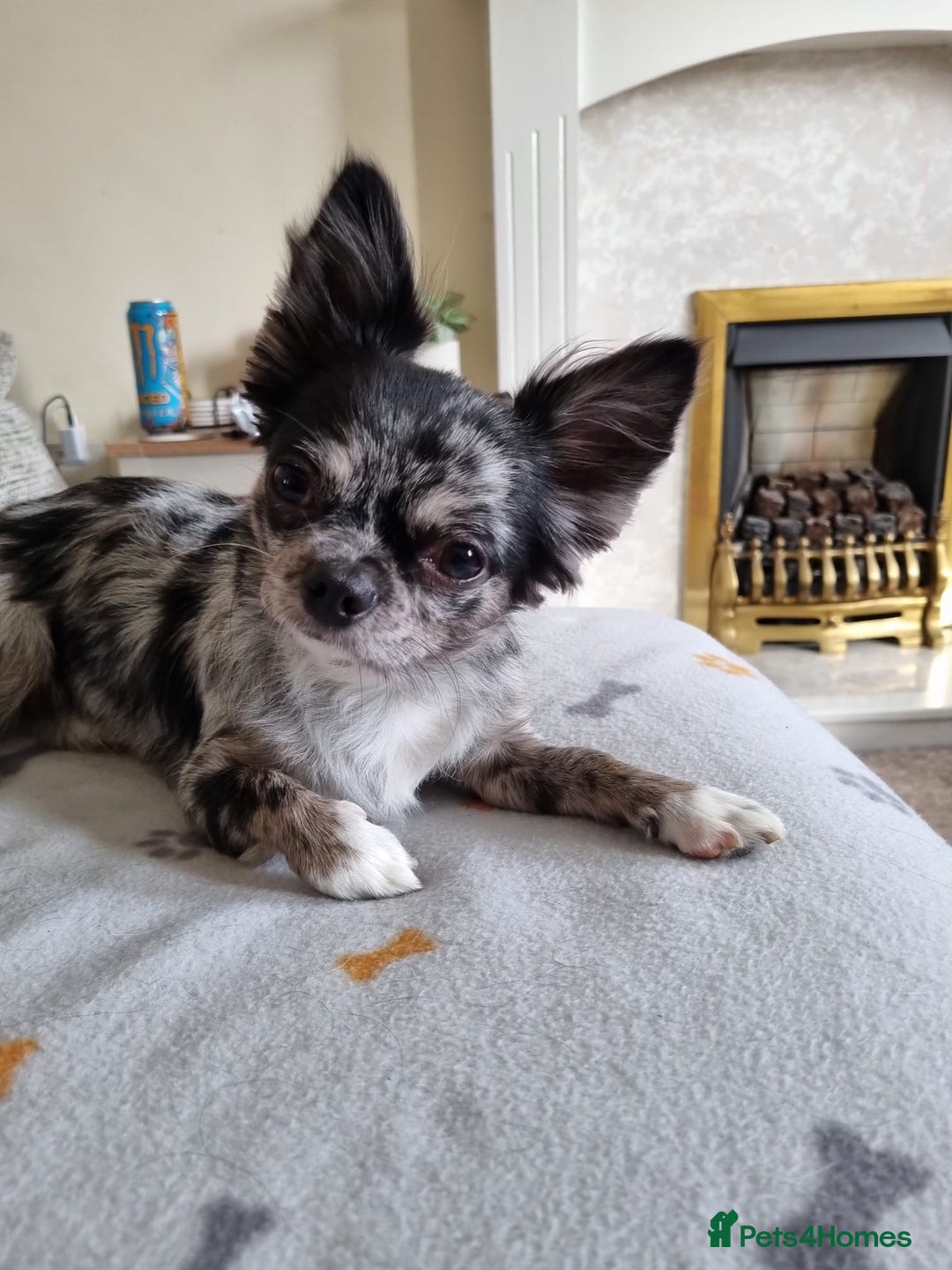 Chihuahua dogs for stud: Looking to stud for first time - Advert 1