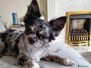 Chihuahua dogs Looking to stud for first time - Advert 1