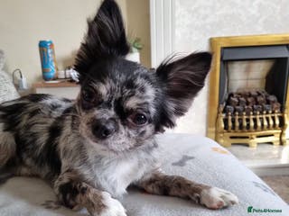 Chihuahua dogs Looking to stud for first time - Advert 16