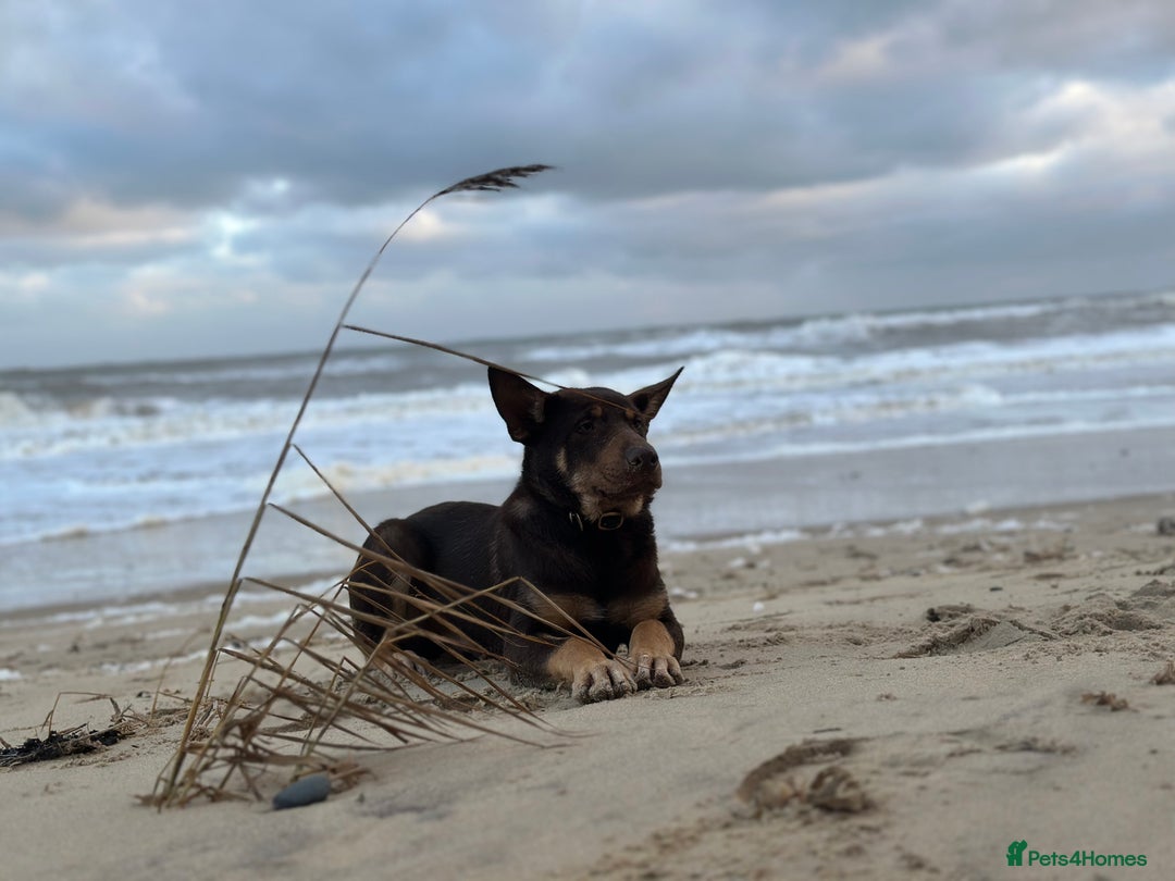 Australian Kelpie dogs for sale: Australian Kelpie 6 months male - Advert 4