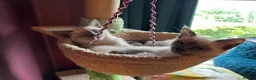 Oriental cats for sale: 7 RAGDOLL/SIAMESE KITTENS  - Advert 31