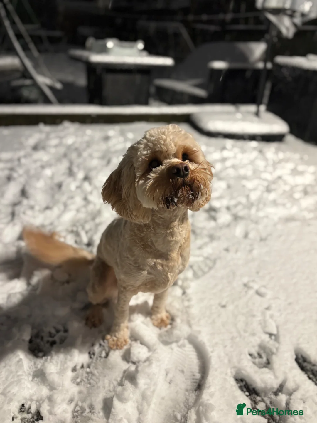 Cavapoo dogs for sale: Cavapoo for Sale  in Birmingham - Advert 2