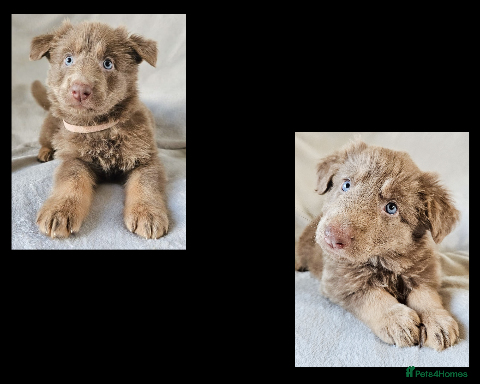 German Shepherd dogs 💠2 izzy female KC reg straight back GSP's💠 - Advert 8