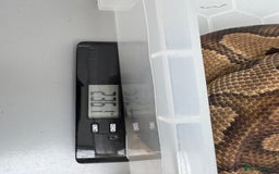 Snake reptiles for sale: Royal python adults  - Advert 3