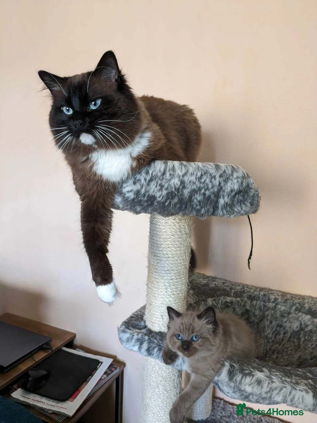 Ragdoll cats for sale: Our adorable- Sepia,Mitted,Seal colorpoint - Advert 15