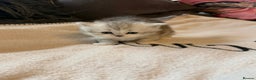 Scottish Fold cats for sale: Scottish fold / straight Kittens  - Advert 6