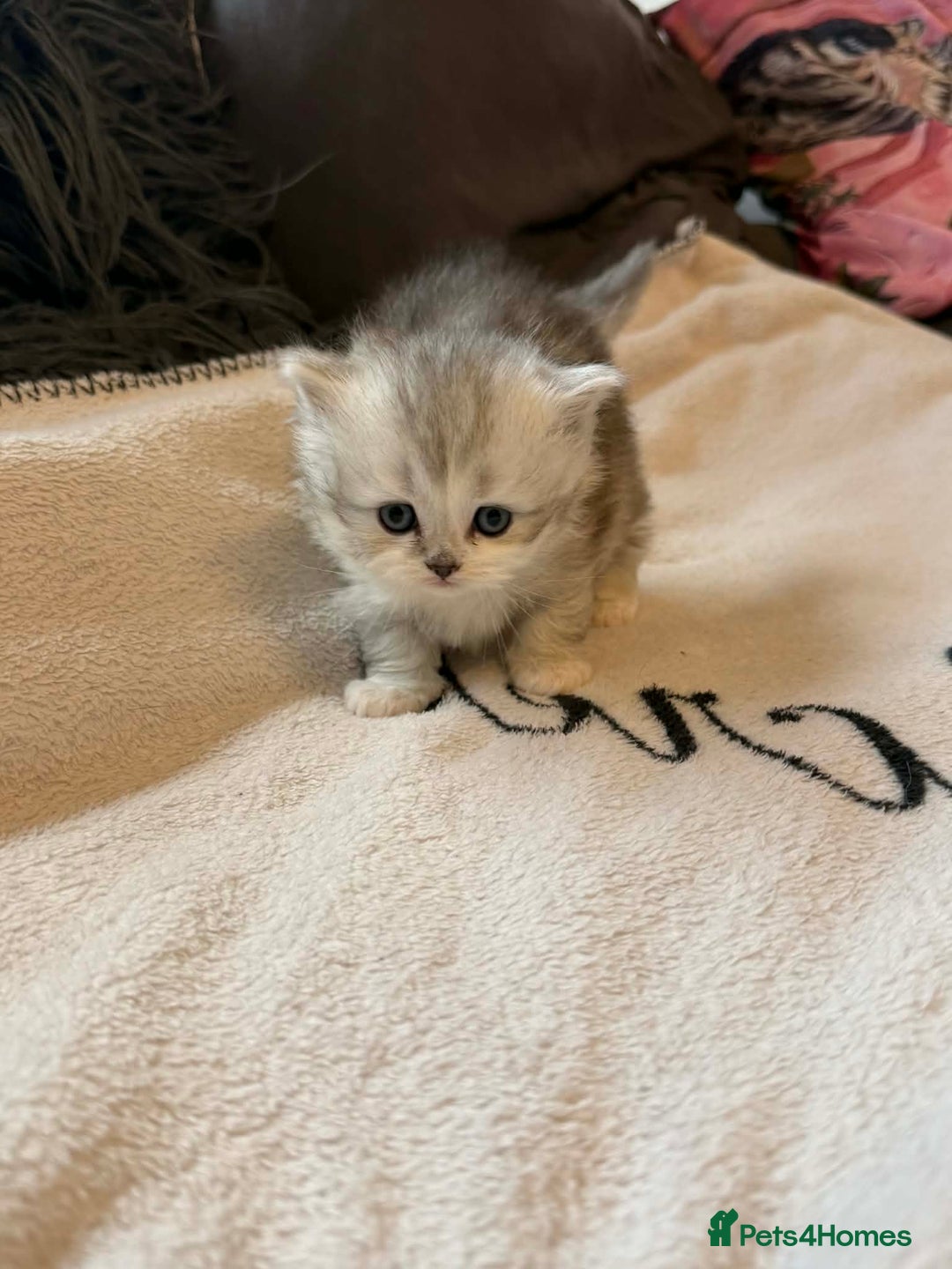 Scottish Fold cats for sale: Scottish fold / straight Kittens  - Advert 6