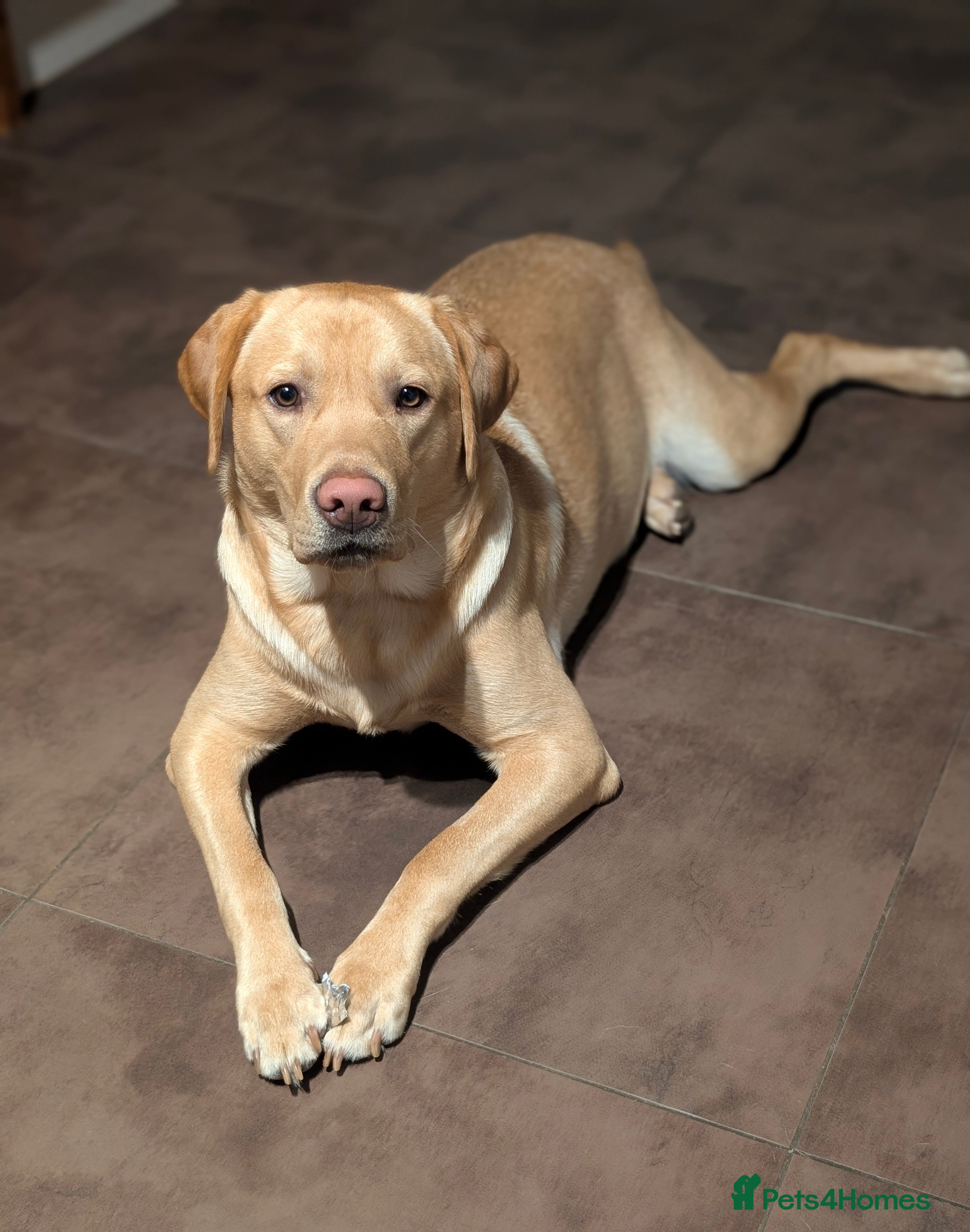 Labrador Retriever dogs 14 Month old-Labrador Retriever looking for rehome - Advert 1