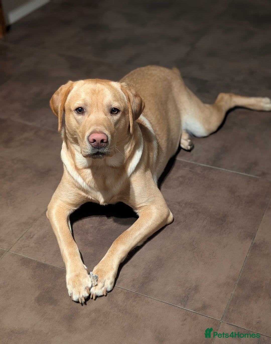 Labrador Retriever dogs for sale: 14 Month old-Labrador Retriever looking for rehome - Advert 1