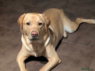 Labrador Retriever dogs 14 Month old-Labrador Retriever looking for rehome - Advert 1