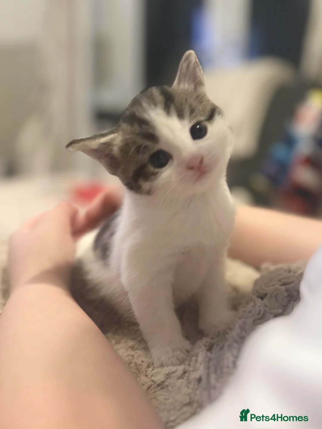 British Shorthair cats for sale: LAST BOY AVAILABLE ✨🩵  - Advert 3