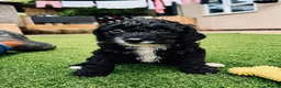 Sproodle dogs for sale: Stunning F1 Sproodles  - Advert 26