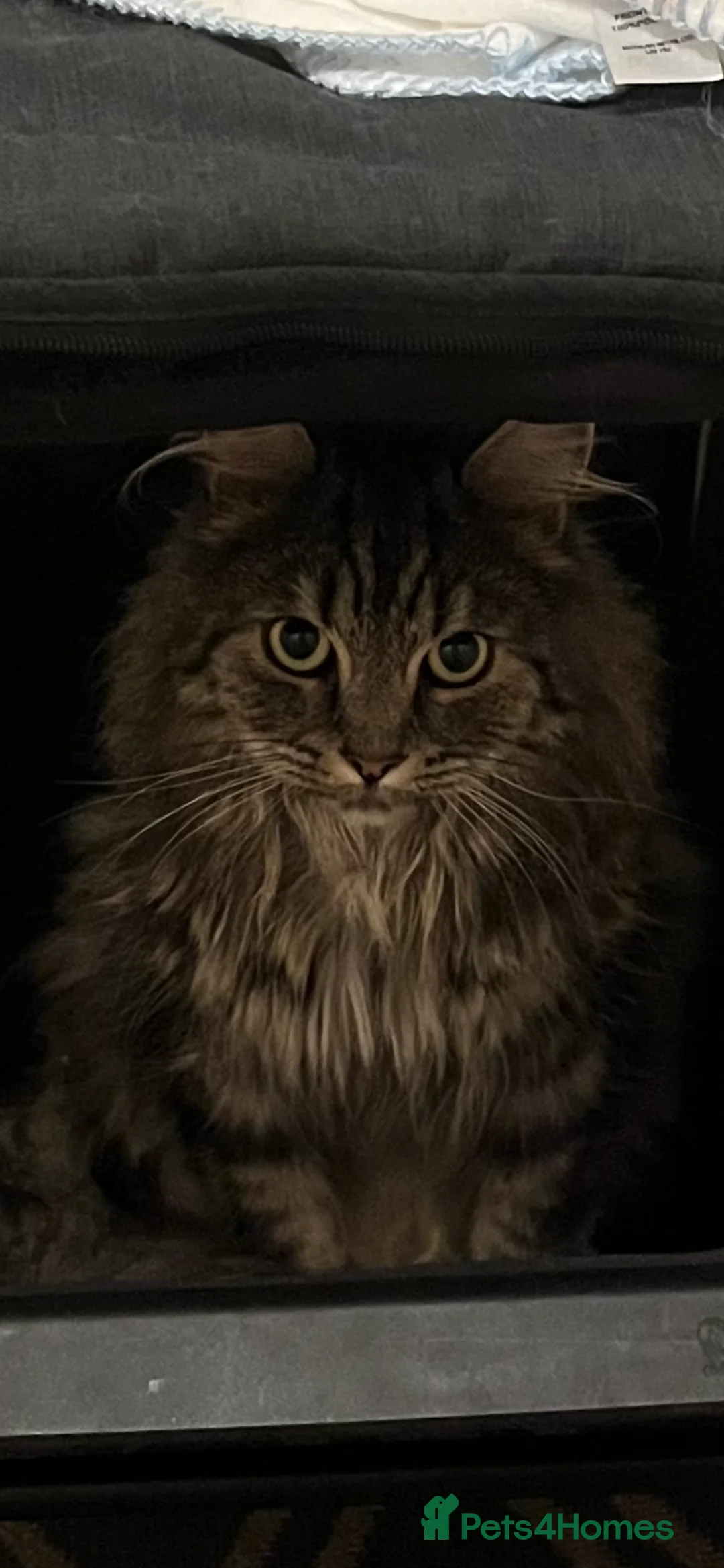 British Longhair cats for sale: Male Long haired mixed breed  - Advert 9