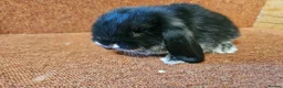 Mini Lop rabbits for sale: Pure Mini lop buck . Vaccinated  - Advert 4