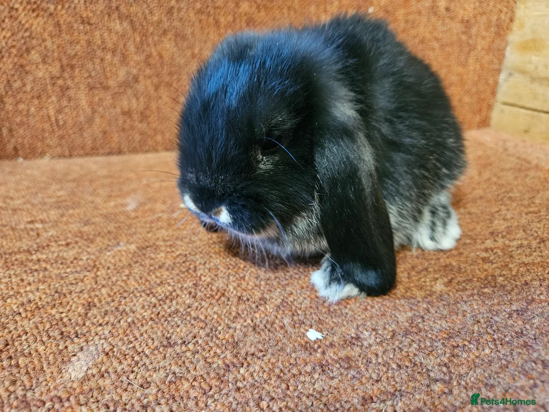 Mini Lop rabbits for sale: Pure Mini lop buck . Vaccinated  - Advert 4