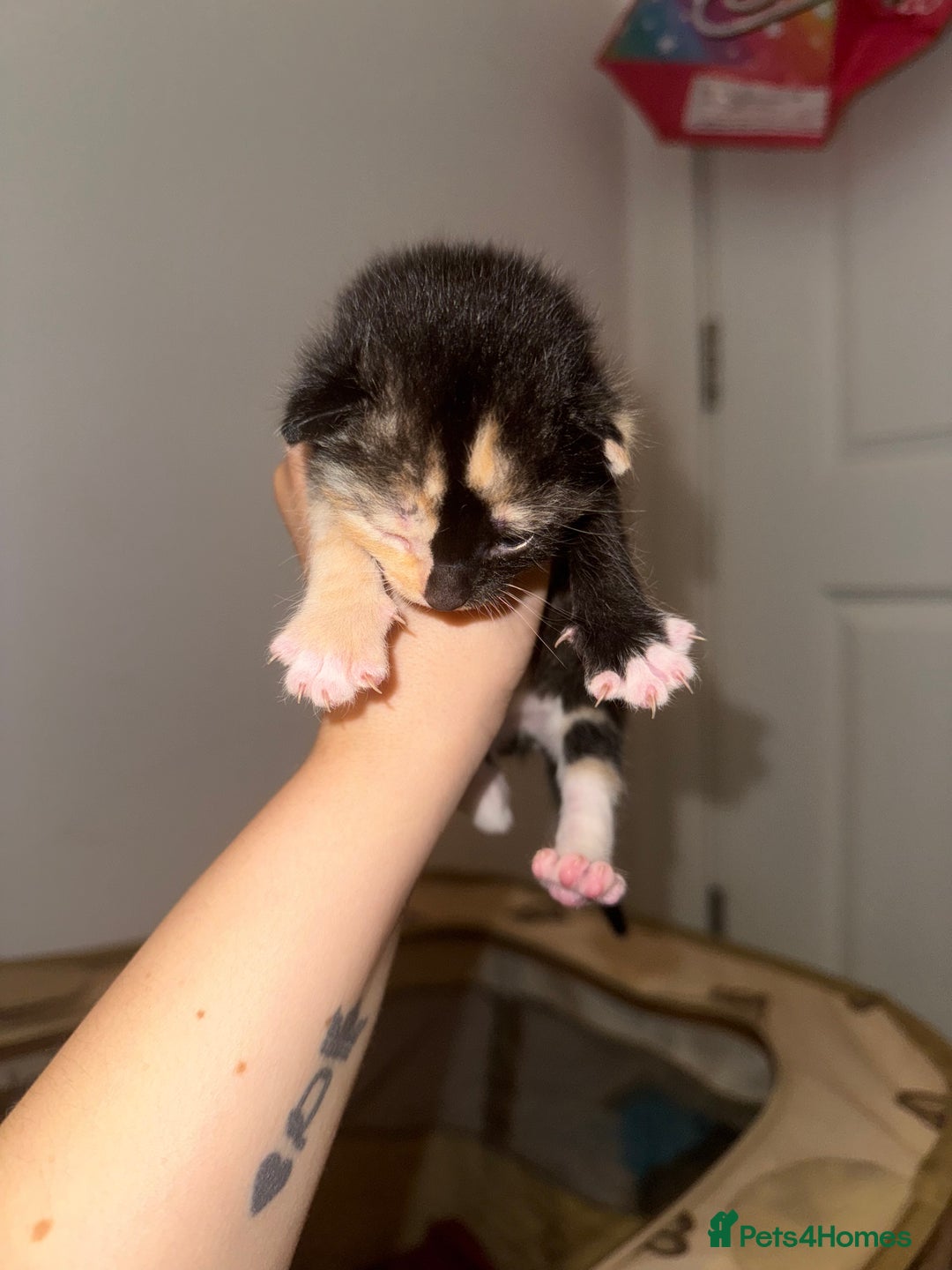 Domestic Shorthair cats for sale: 4 beautiful kittens  - Image 11