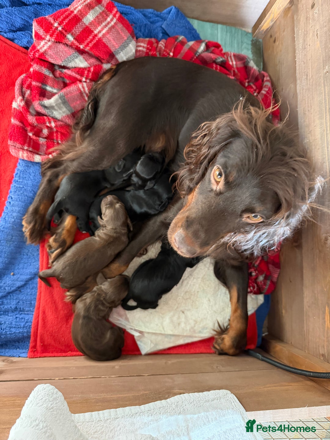 Cocker Spaniel dogs for sale: KC registered Working cocker spaniel puppies  - Advert 9