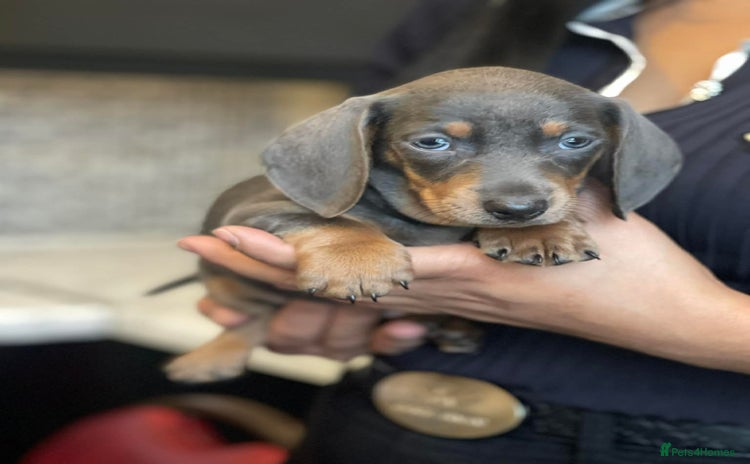 Dachshund dogs Miniature Dachshund Puppies - Advert 5