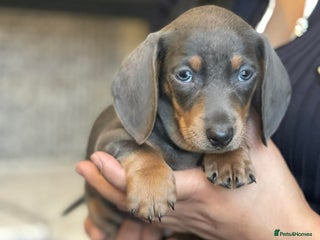 Dachshund dogs Miniature Dachshund Puppies - Advert 5