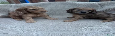 Cockapoo 6
