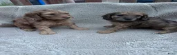 Cockapoo dogs for sale: F1 cockerpoo puppies  in Sittingbourne - Advert 2