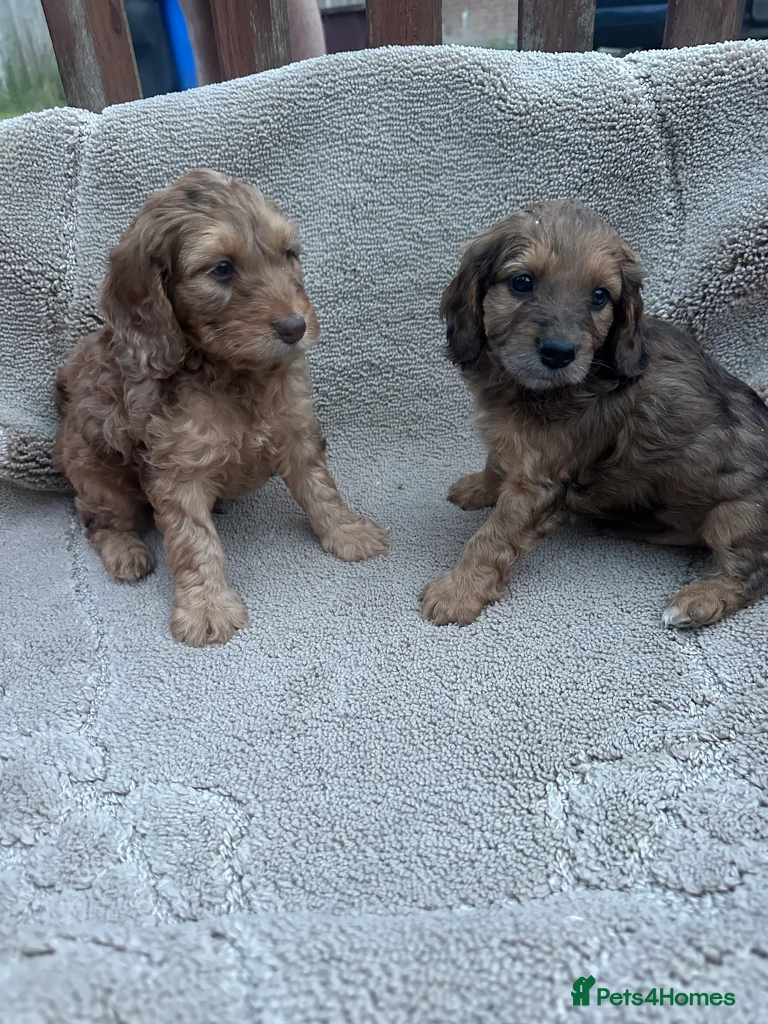 Cockapoo dogs for sale: F1 cockerpoo puppies  in Sittingbourne - Advert 2