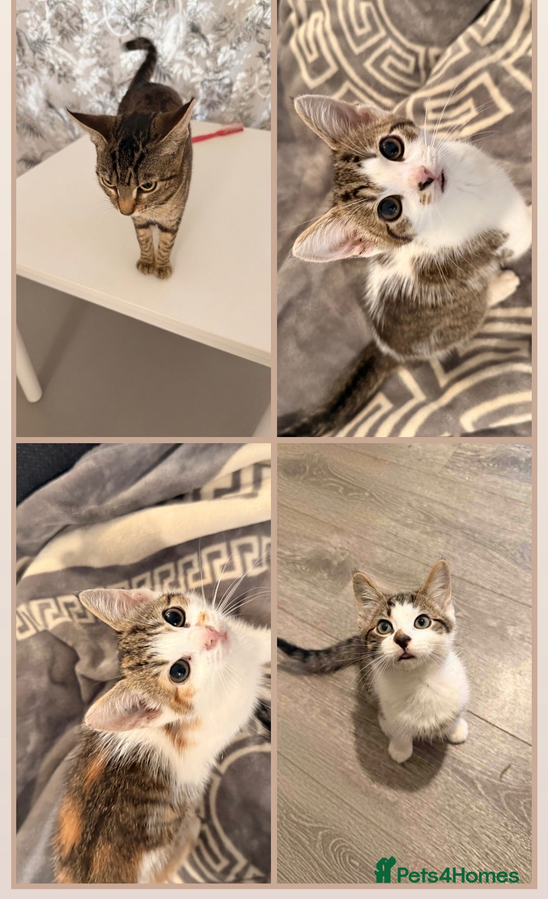 Domestic Shorthair cats 4 Cats for Sale 3 Kittens & Their Mum 🐱 - Advert 6