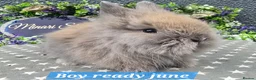 Lionhead rabbits for sale: Gorgeous purebred lionheads ready now  - Advert 7