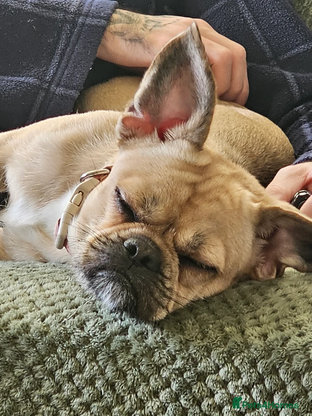 Mixed Breed dogs for sale: Frenchie x shihtzu in Wigan - Advert 2