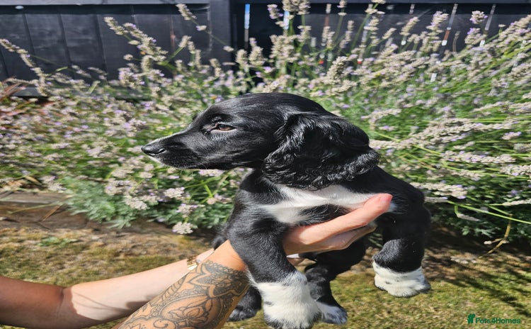 Cocker Spaniel dogs - Advert 2