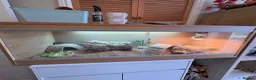 Bearded Dragon reptiles for sale: Bearded Dragon and Enclosure  in Swadlincote - Advert 1