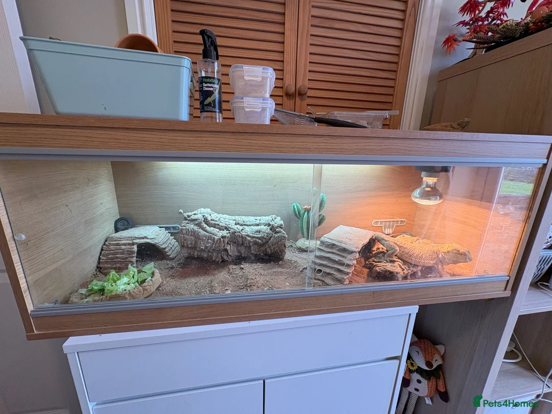 Bearded Dragon reptiles for sale: Bearded Dragon and Enclosure  in Swadlincote - Advert 1