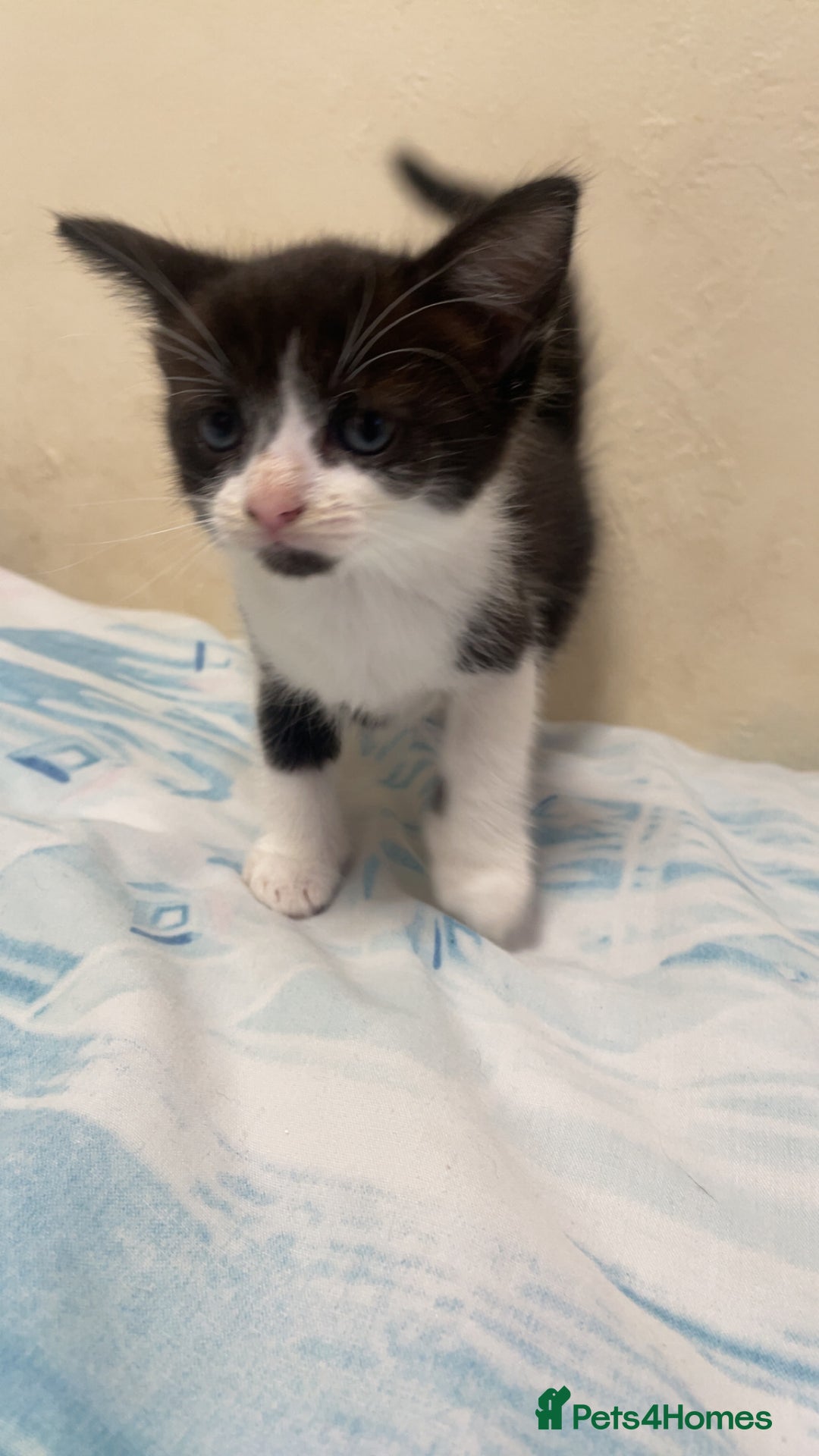 Mixed Breed cats for sale: 4 black and white Kittens for sale !!! - Image 5