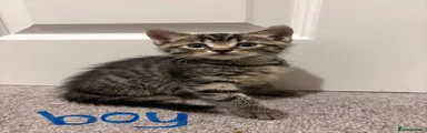 Boy 2