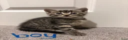 Mixed Breed cats for sale: 6 beautiful kittens! PLEASE read description!! - Advert 3