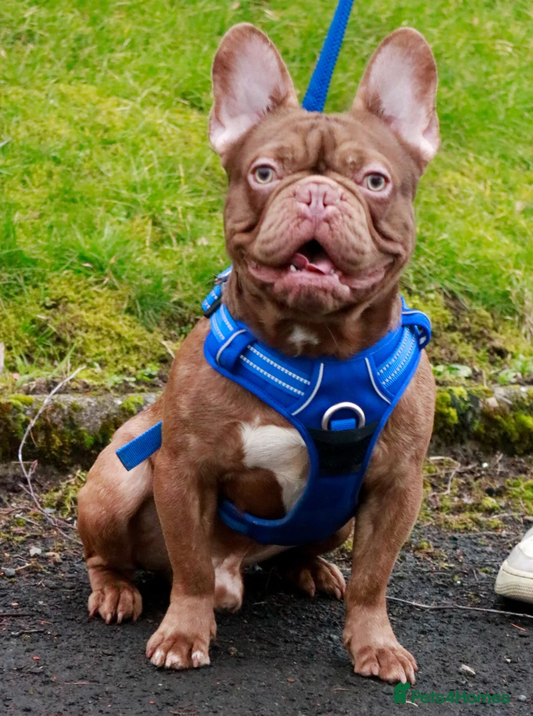 French Bulldog dogs for stud: NEW SHADE CHOC CARRYING FLUFFY!! in Motherwell - Advert 2