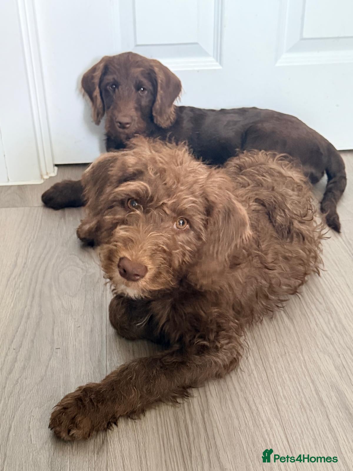 Labradoodle dogs Last 2 - Miniature F1B Labradoodle Puppies - Advert 1