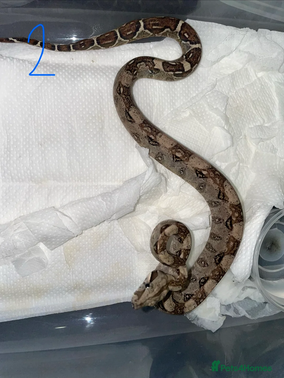 Boa Snake reptiles for sale: Baby boa constrictors various morphs in Cannock - Advert 2