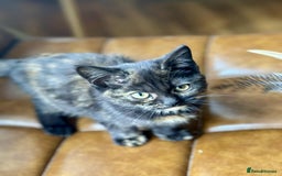 British Shorthair cats for sale: Pure British Shorthair Girls Ready Now! - Image 32